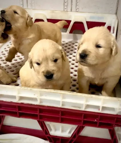 Filhote Golden Retrivier PUROS