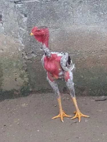 PG polaquinho com 5 meses de vida graudo boa as características