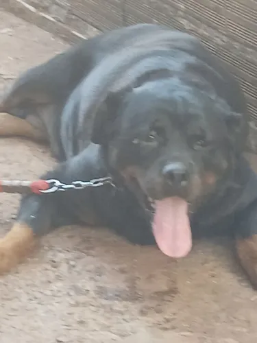 Rottwiler fêmea