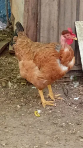GALINHA
