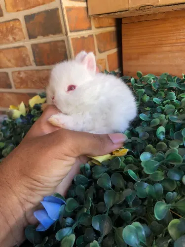 Filhote de coelho da menor raça do mundo - anão netherland dwarf de linhagem macho 
