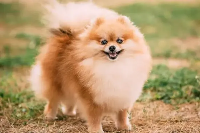 Doação de cachorro