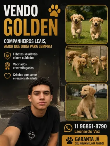 Cachorros