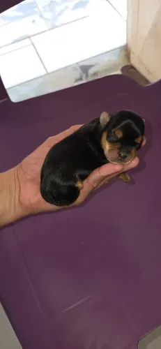 Filhotes de Yorkshire mini