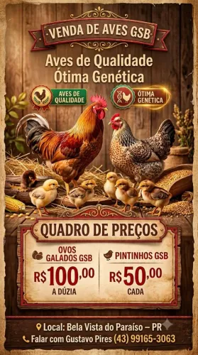 Pintinhos GSB OVOS Galados GSB