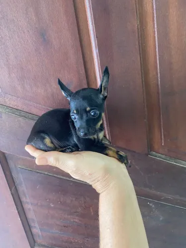 Pinscher miniatura 00 