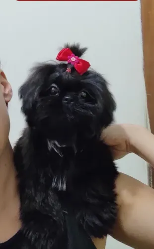 Shihtzu fêmea mini