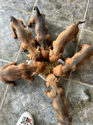 Dachshund Raça de cães
