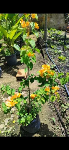 Planta Primavera ou Bougainvillea em vaso | Pronta Entrega!