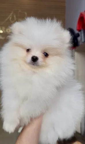 Spitz Alemão
