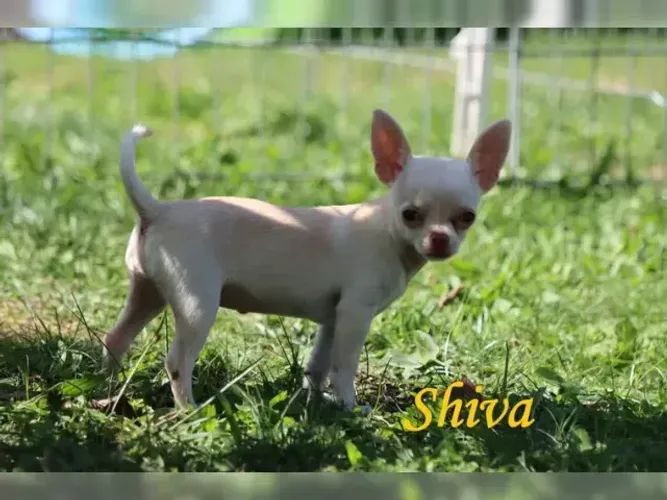 Cãozinho inteligente e divertido Chihuahua