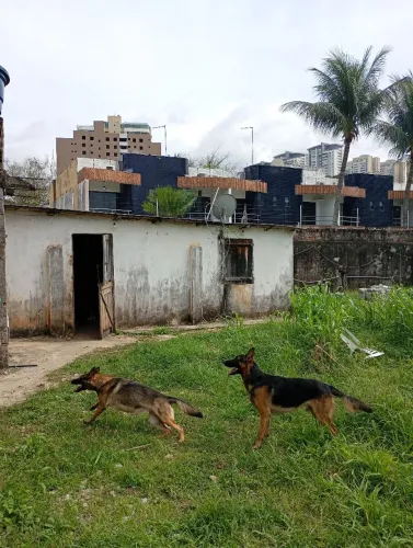 Doa se grátis casal de pastor alemão capa preta com 2 anos