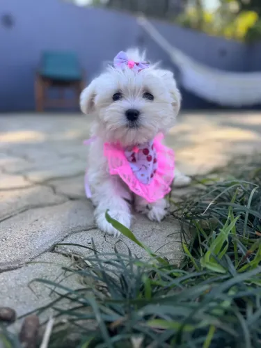 Filhote Maltês lindo