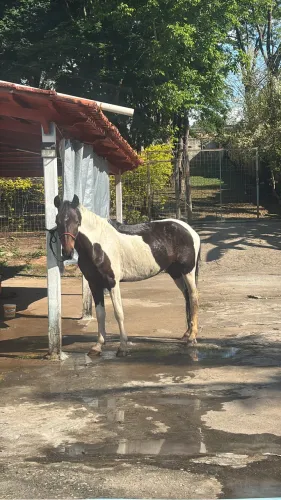 Cavalo pampa manga larga