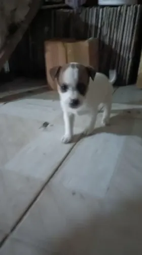 Doando cachorrinhas ?