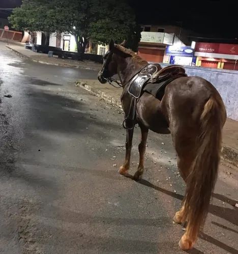 Vendo cavalo manso bom de passo e de viajeiro manço quem tiver interesse chama no privado 