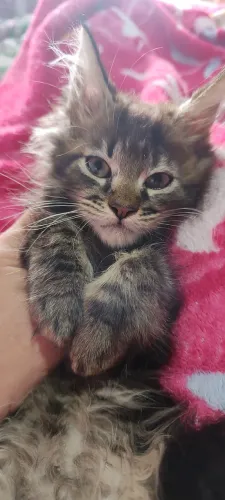 macho Maine coon