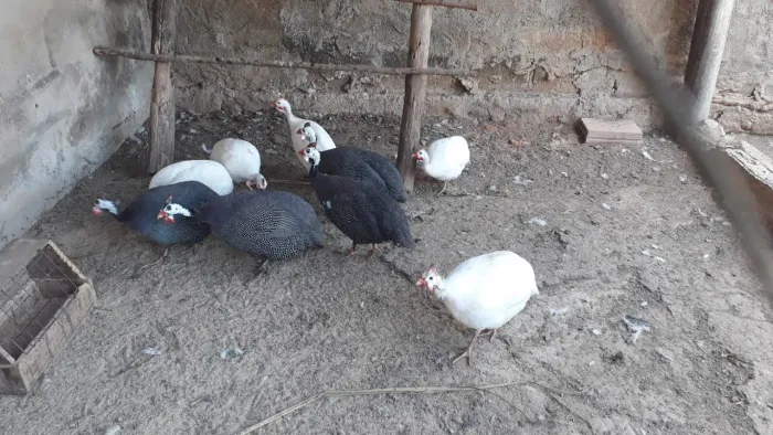 Galinha D?angola