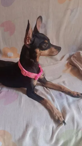 Vende-se uma Pincher fêmea