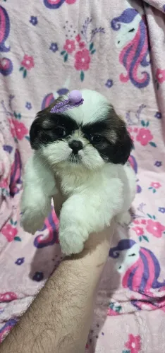 Shih tzu macho e fêmea 