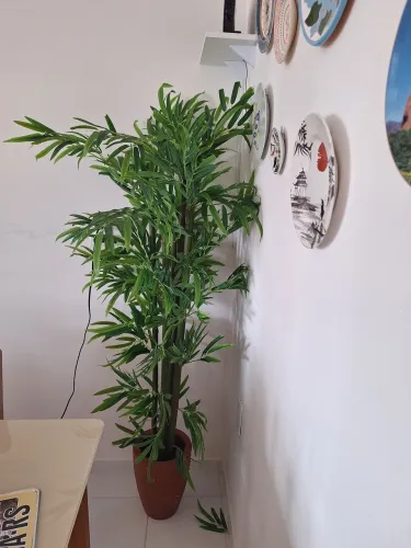 VENDO 01 PLANTA ORNAMETAL