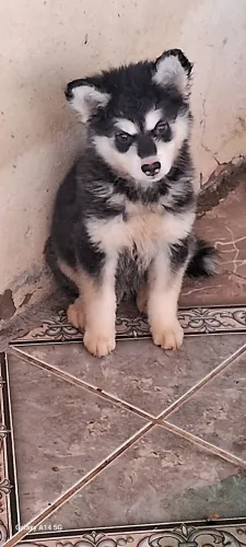 Husky fêmea