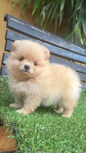 Cachorro Spitz oferta especial só hoje
