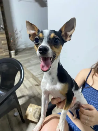 Procuro namorada para o Panqueca (Pinscher) 