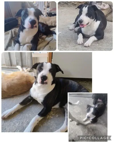 Doação de Cachorro 
