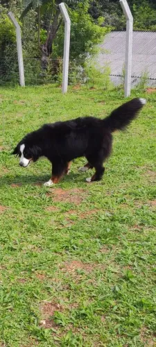 Casal de Bernese adultos