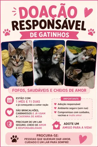 Doação de gatinhos filhotes