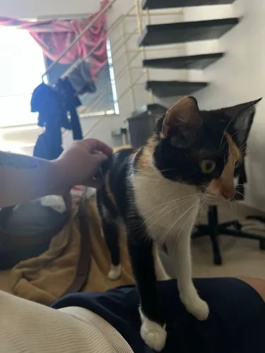 Adoção responsável gata tricolor fêmea 1 ano