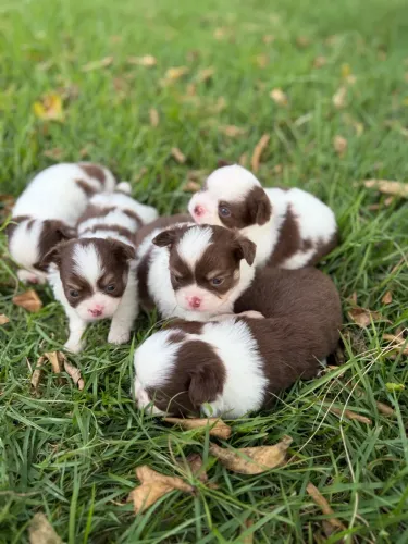 Chihuahua pelo longo machos pelagem chocolate pedigree CBKC