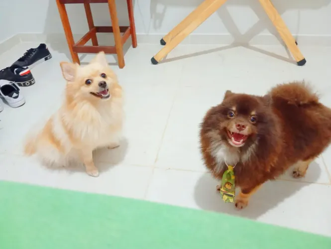 Lulu da Pomeranha