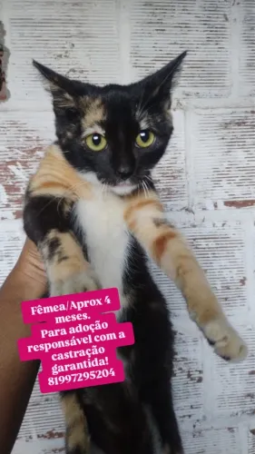 Gata Entregue Castrada