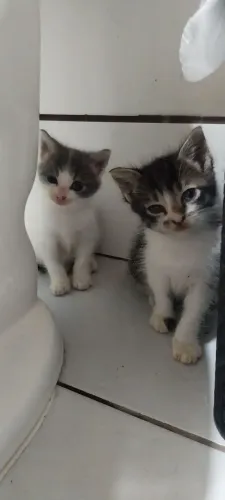 Adoção conjunta um casal de gatos