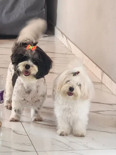 Filhotes lhasa apson