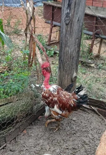 Vendo galinhas caipira e frangos caipira