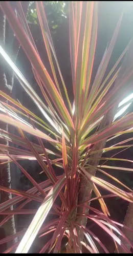Planta dracena madagascar