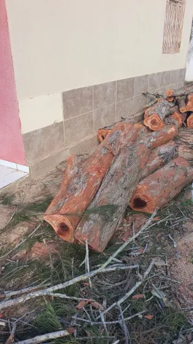 Madeira tronco casuarina