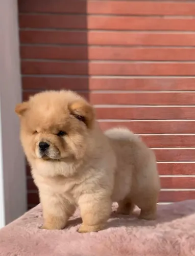 Chow Chow,Chow Chow Filhote Disponível Entrega Facilitada