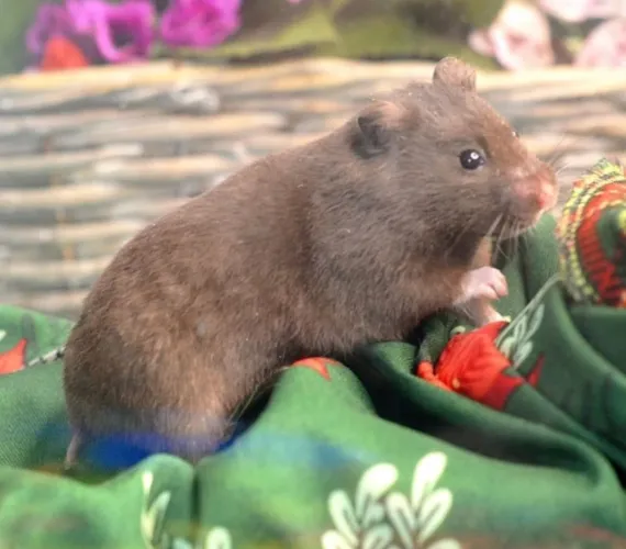 Hamster anão russo/ hamster sírio/ calopsita/ coelho / porquinho da índia 