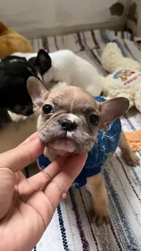 Buldogue Francês FAWN Merle
