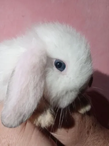 Vendo coelhinhos da raça mini lop