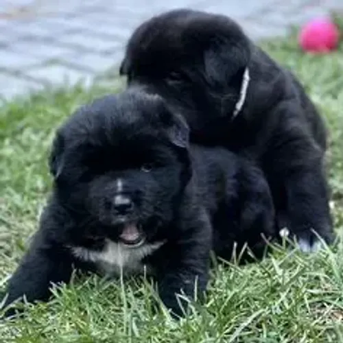 Akita Inu,Akita Inu Filhote Linda Linhagem Disponível