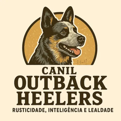 Filhotes Blue Heeler com pedigree e procedência