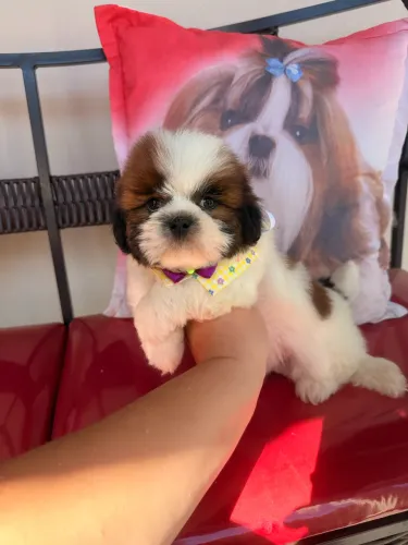 Shihtzu machinho uma fofura! Pronta Entrega Hoje!