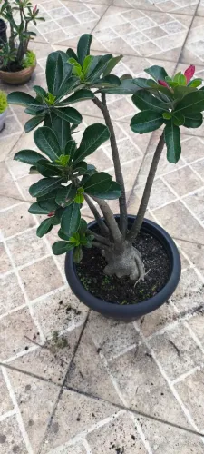 Rosa do Deserto