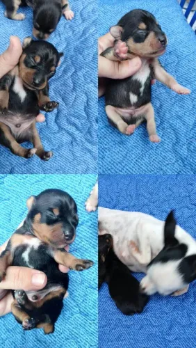 Vendo cachorrinho pinscher 0 com 1