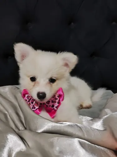 Spitz alemão filhotes lindos 